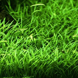 Lilaeopsis Brasiliensis