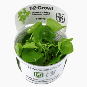 Nymphoides Hydrophylla 'Taiwan'