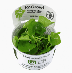 Nymphoides Hydrophylla 'Taiwan'