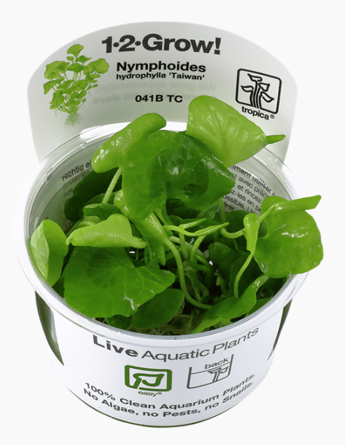 Nymphoides Hydrophylla 'Taiwan'