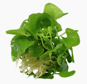 Nymphoides Hydrophylla 'Taiwan'