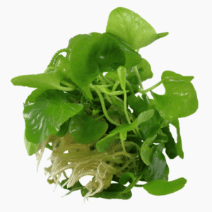 Nymphoides Hydrophylla 'Taiwan'