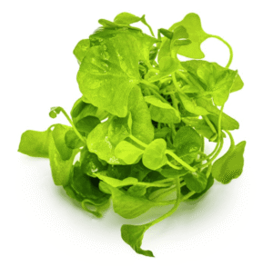 Nymphoides Hydrophylla 'Taiwan'