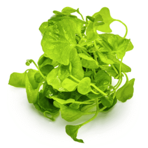 Nymphoides Hydrophylla 'Taiwan'