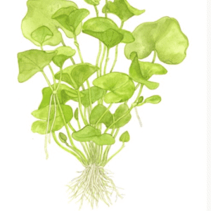 Nymphoides Hydrophylla 'Taiwan'