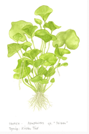 Nymphoides Hydrophylla 'Taiwan'