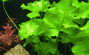 Nymphoides Hydrophylla 'Taiwan'