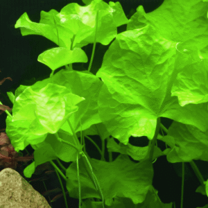 Nymphoides Hydrophylla 'Taiwan'