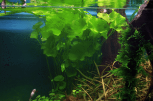 Nymphoides Hydrophylla 'Taiwan'