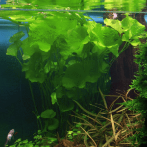 Nymphoides Hydrophylla 'Taiwan'