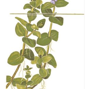 Bacopa Caroliniana