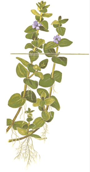 Bacopa Caroliniana
