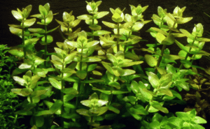 Bacopa Caroliniana