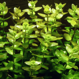 Bacopa Caroliniana