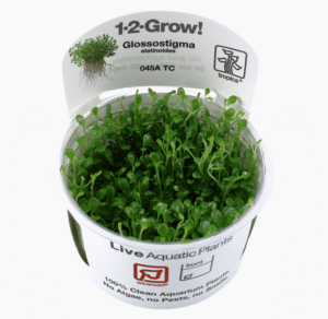 Glossostigma Elatinoides