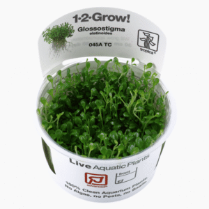 Glossostigma Elatinoides