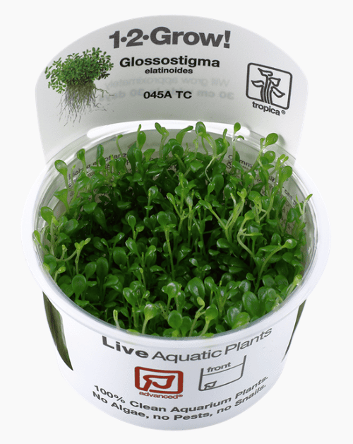 Glossostigma Elatinoides