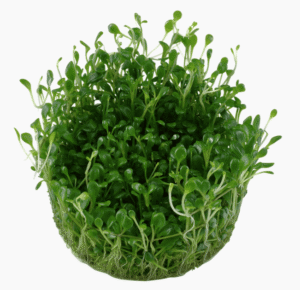 Glossostigma Elatinoides