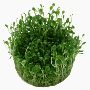 Glossostigma Elatinoides