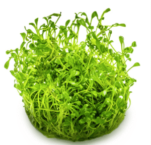 Glossostigma Elatinoides