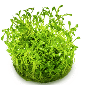 Glossostigma Elatinoides