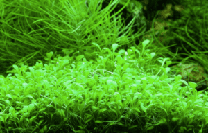 Glossostigma Elatinoides