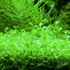 Glossostigma Elatinoides