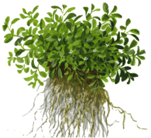 Glossostigma Elatinoides