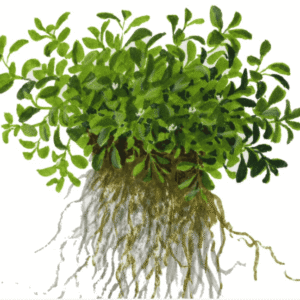 Glossostigma Elatinoides