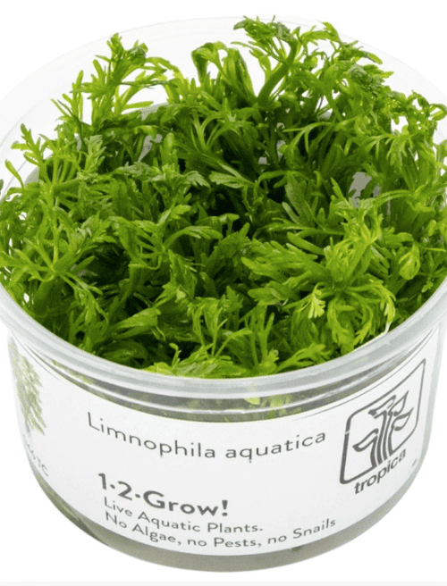 Limnophila Aquatica