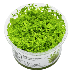 Hemianthus Micranthemoides