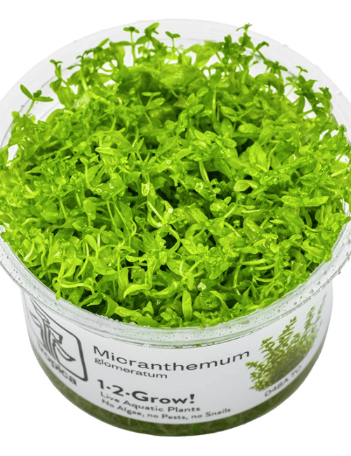 Hemianthus Micranthemoides