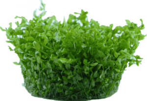 Hemianthus Micranthemoides