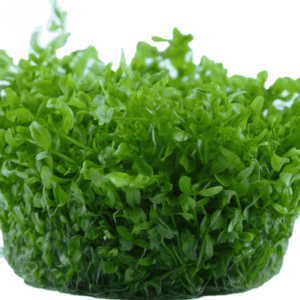 Hemianthus Micranthemoides