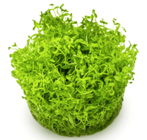 Hemianthus Micranthemoides