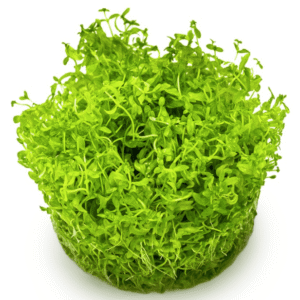 Hemianthus Micranthemoides