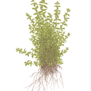 Hemianthus Micranthemoides