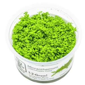 Micranthemum Callitrichoides 'Cuba'