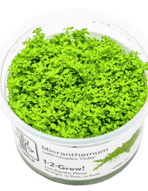 Micranthemum Callitrichoides 'Cuba'