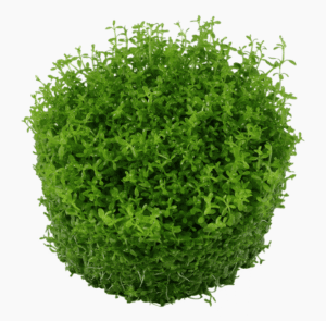 Micranthemum Callitrichoides 'Cuba'