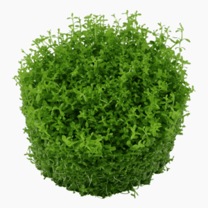 Micranthemum Callitrichoides 'Cuba'