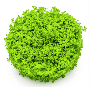 Micranthemum Callitrichoides 'Cuba'