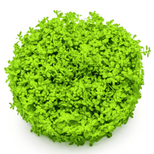 Micranthemum Callitrichoides 'Cuba'