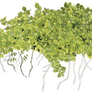 Micranthemum Callitrichoides 'Cuba'