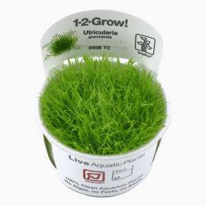 Utricularia Graminifolia