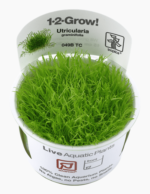 Utricularia Graminifolia