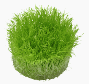 Utricularia Graminifolia