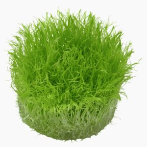 Utricularia Graminifolia