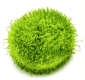 Utricularia Graminifolia