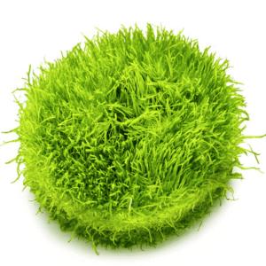 Utricularia Graminifolia